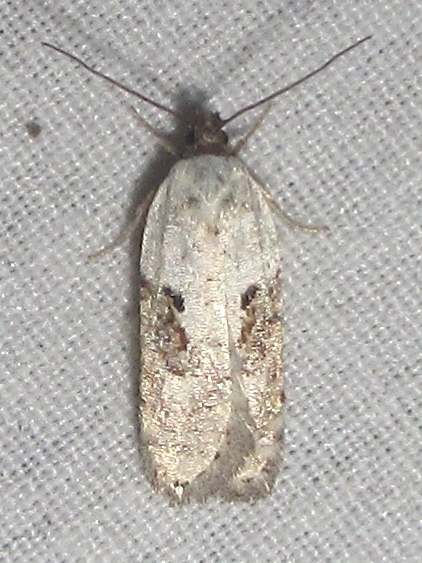 Exaeretia canella