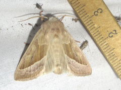 Hydraecia medialis