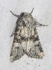 Lacinipolia vittula