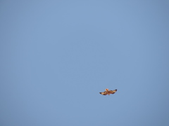 Buteo rufinus cirtensis