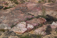 Pelargonium coronopifolium