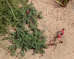 Indigofera capillaris