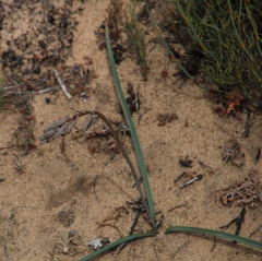 Dipcadi brevifolium