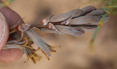 Dipcadi brevifolium