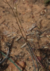 Dipcadi brevifolium