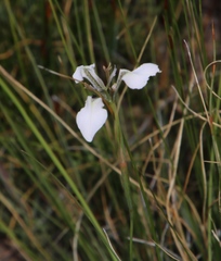 Moraea tripetala tripetala
