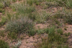 Moraea tripetala tripetala