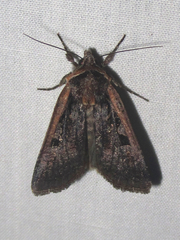 Parabagrotis exsertistigma