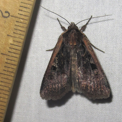 Parabagrotis exsertistigma