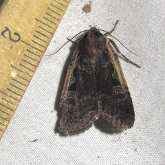 Parabagrotis exsertistigma