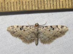 Prorella leucata
