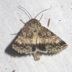 Sympistis simplex