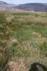 Moraea tripetala tripetala