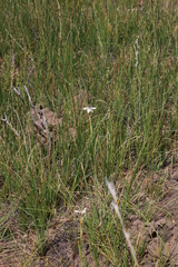 Moraea tripetala tripetala
