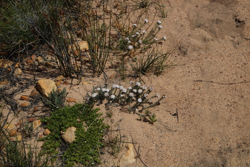 Image of Elytropappus hispidus by (c) Tony Rebelo, some rights reserved (CC BY-SA)