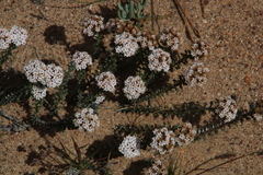 Elytropappus hispidus