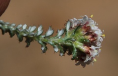 Elytropappus hispidus