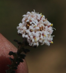 Elytropappus hispidus