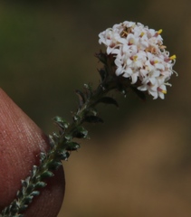 Elytropappus hispidus