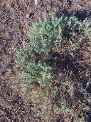 Acmispon dendroideus