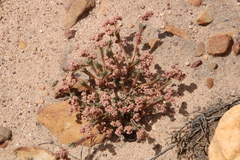 Psammotropha quadrangularis