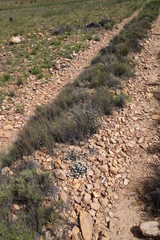 Elytropappus hispidus