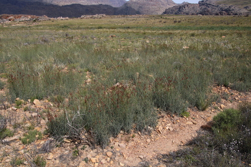 Cannomois parviflora (Cannomois parviflora)