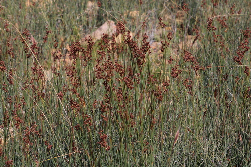 Image of Cannomois parviflora by (c) Tony Rebelo, some rights reserved (CC BY-SA)