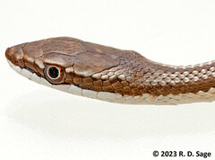 Argentina Mousehole Snake photo 2