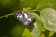 Castalius rosimon
