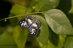 Castalius rosimon