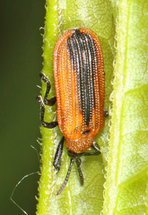 Odontota dorsalis