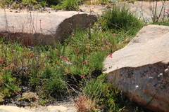 Indigofera capillaris