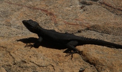 Hemicordylus capensis