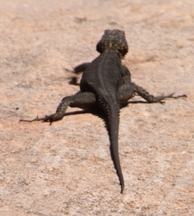 Hemicordylus capensis