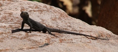 Hemicordylus capensis