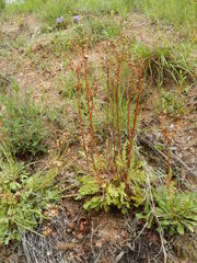Packera texensis