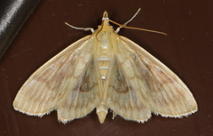 Crocidophora serratissimalis