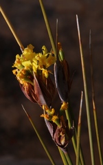 Bobartia rufa