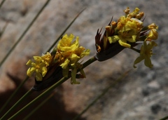 Bobartia rufa