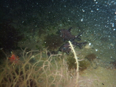 Trachichthys australis