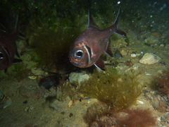 Trachichthys australis