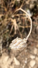 Catananche caerulea