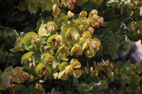 Image of Rafnia amplexicaulis by (c) Tony Rebelo, some rights reserved (CC BY-SA)