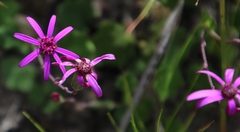 Senecio hastifolius