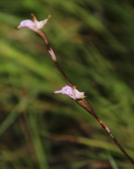 Disa inflexa