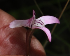 Disa inflexa