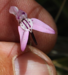 Disa inflexa