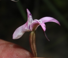 Disa inflexa