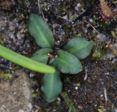 Disa inflexa